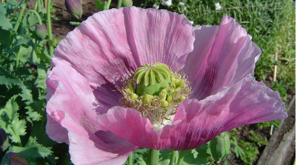 Opium poppy, the basis for narcotics